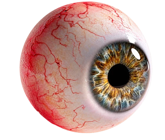 THE EYE